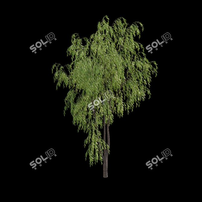 Weeping Willow 3D Model - Archive 3D model image 3