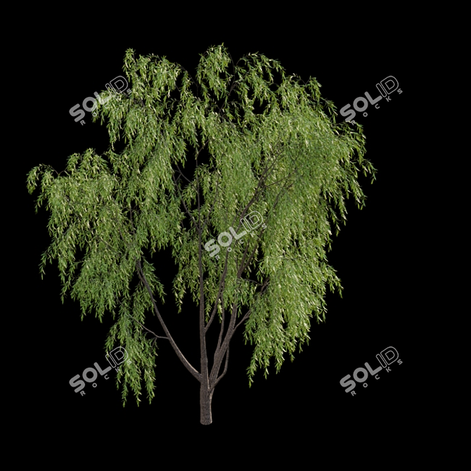 Weeping Willow 3D Model - Archive 3D model image 4