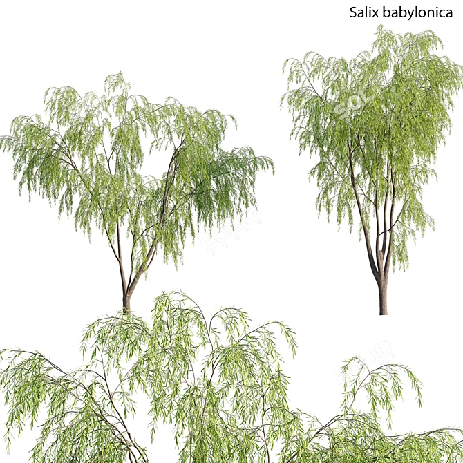 Elegant Willow Tree 3D Models 3D model image 1