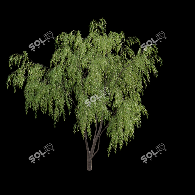 Elegant Willow Tree 3D Models 3D model image 3