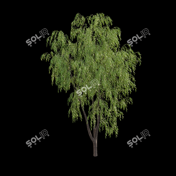 Elegant Willow Tree 3D Models 3D model image 4