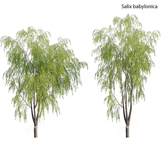 Weeping Willow Tree 3D Model 3D model image 1