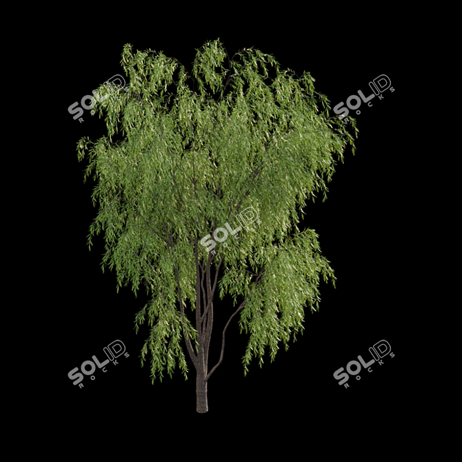 Weeping Willow Tree 3D Model 3D model image 3