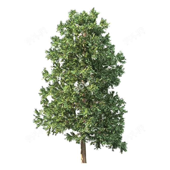 3 Pine Trees for Landscaping 3D model image 3