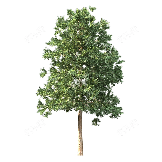 3 Pine Trees for Landscaping 3D model image 4