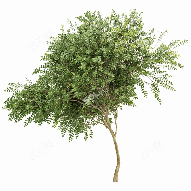 Orange Joy Perfume: Majestic Michelia Champaca Tree 3D model image 2