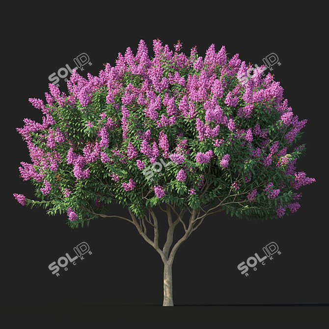 3D Crape Myrtle Tree with Flowers 3D model image 3