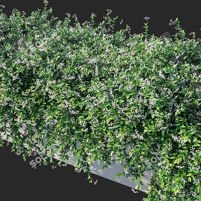 Trachelospermum Jasminoides: Stunning Floral Ornament 3D model image 2