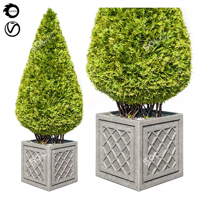 Giant Folded Thuja 1: Stunning 3D Model 3D model image 1