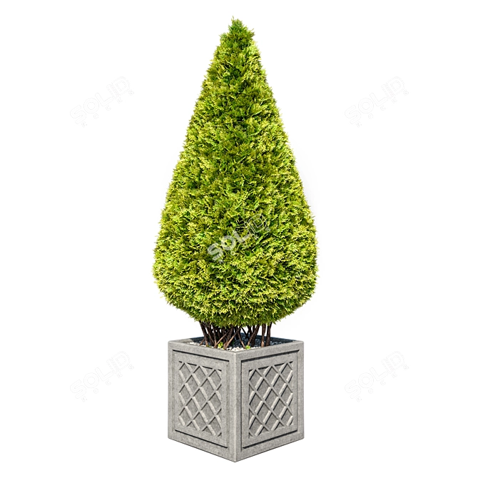 Giant Folded Thuja 1: Stunning 3D Model 3D model image 2