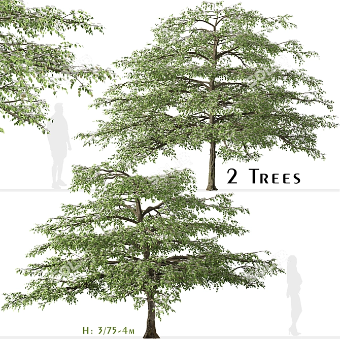 Flowering Pagoda Dogwood: Set of 2 Trees 3D model image 1