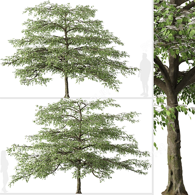 Flowering Pagoda Dogwood: Set of 2 Trees 3D model image 2