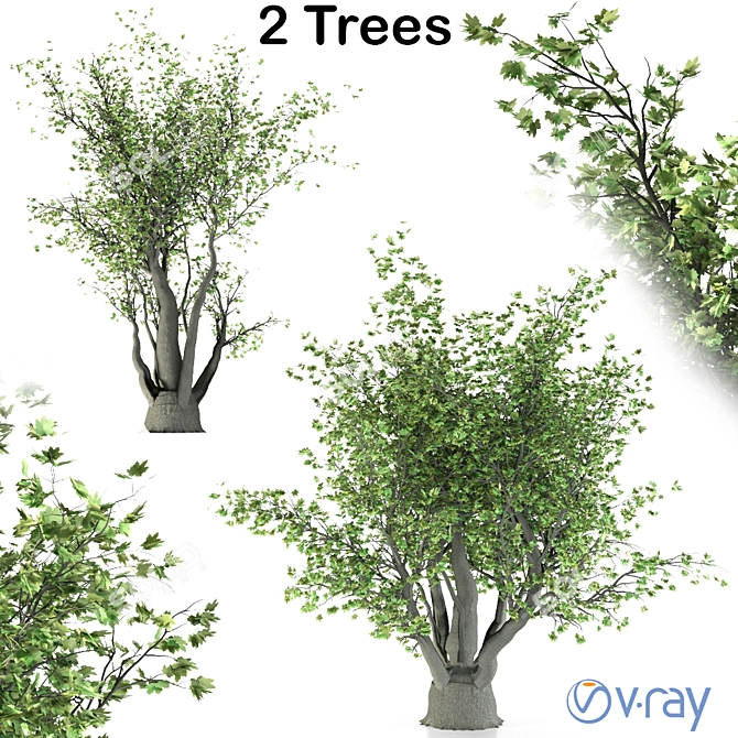 California Sycamore (2 Trees) - Natural Beauty 3D model image 1