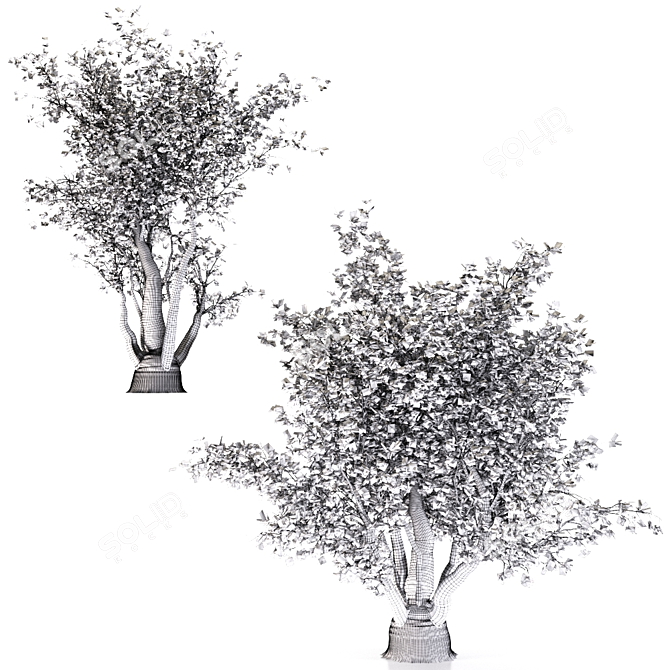 California Sycamore (2 Trees) - Natural Beauty 3D model image 3