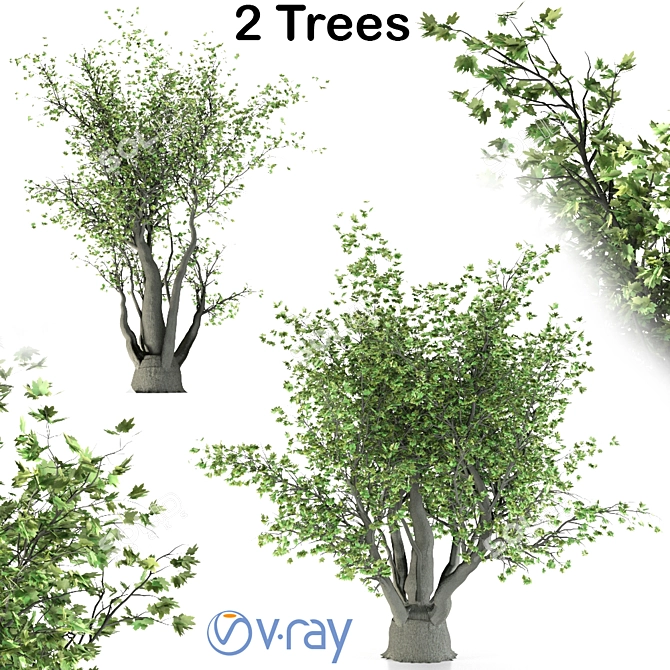 California Sycamore (2 Trees) - Natural Beauty 3D model image 4