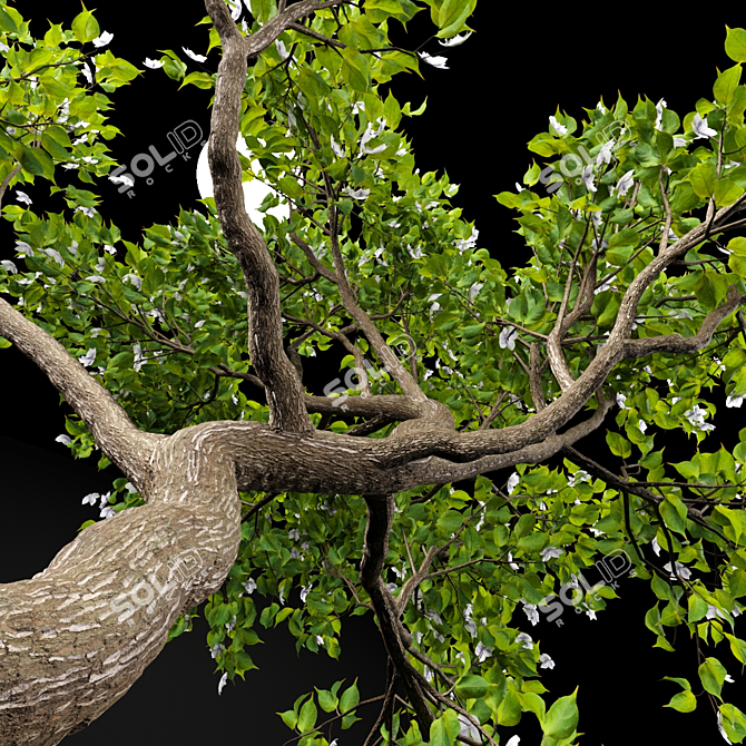 Premium Trees for Gardens and Streets 3D model image 2