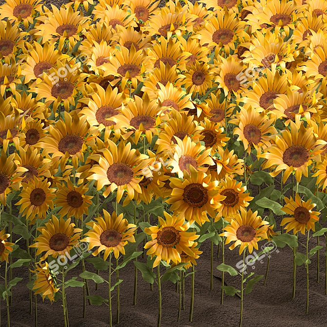 Sunflower Field Collection 3D model image 2