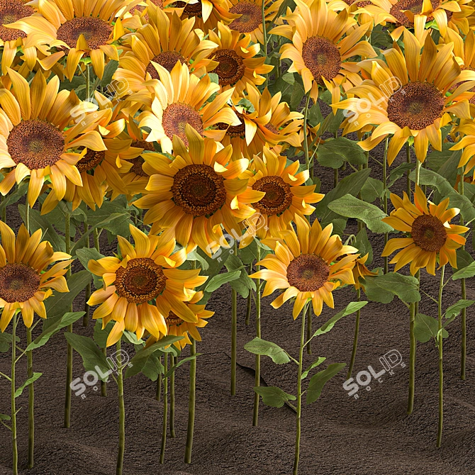 Sunflower Field Collection 3D model image 3