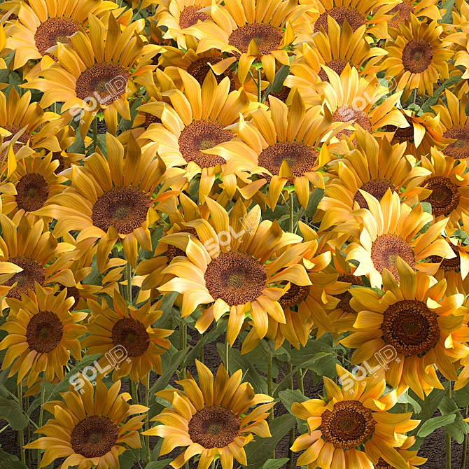 Sunflower Field Collection 3D model image 4