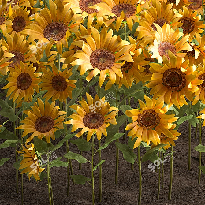 Sunflower Field Collection 3D model image 5