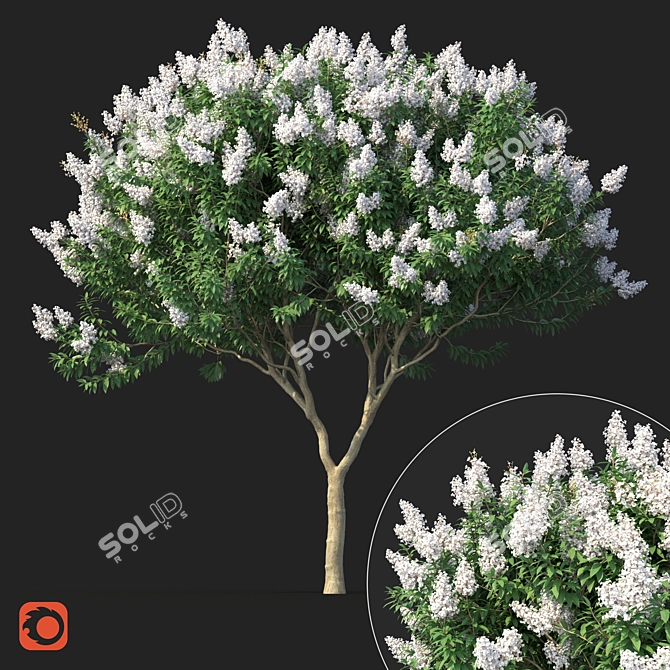 Title: Lagerstromia White Flowers - Realistic 3D Model 3D model image 6