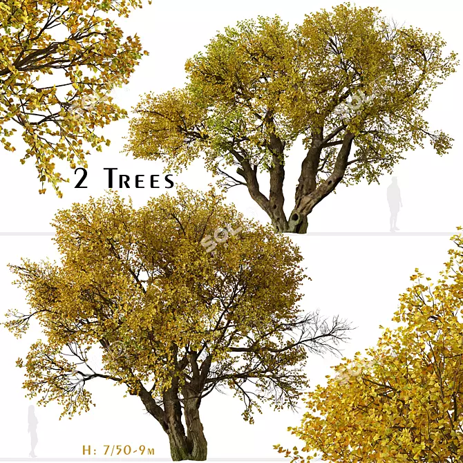 Fremont Cottonwood Trees: Natural Beauty 3D model image 1