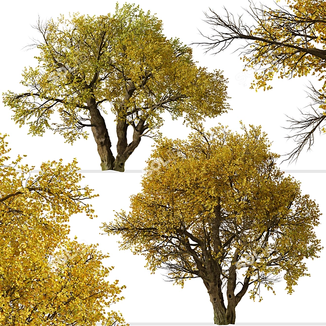 Fremont Cottonwood Trees: Natural Beauty 3D model image 3