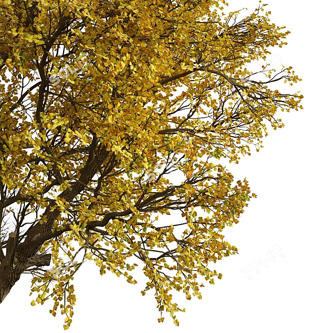 Fremont Cottonwood Trees: Natural Beauty 3D model image 4