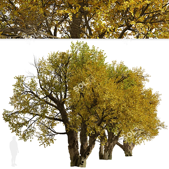 Fremont Cottonwood Trees: Natural Beauty 3D model image 5