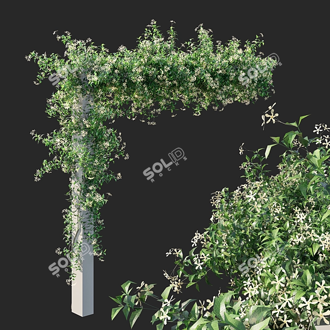 Trachelospermum Starry Jasmine - Toscane Delight 3D model image 1