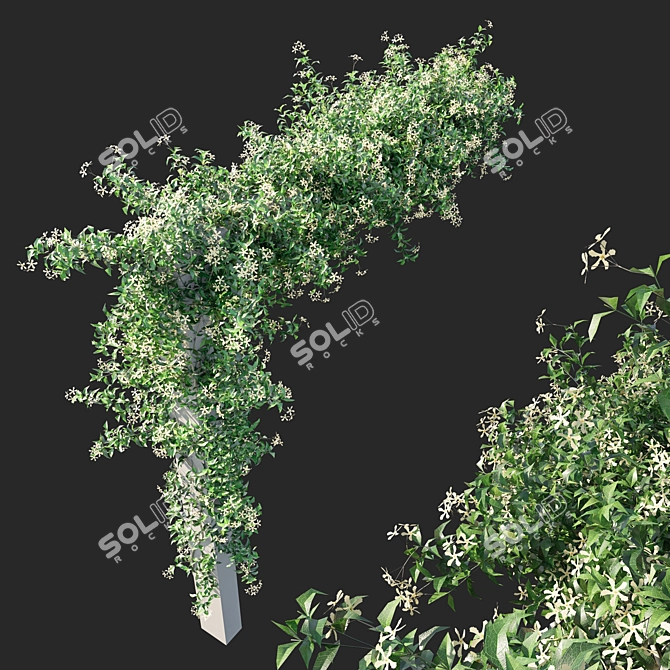 Trachelospermum Starry Jasmine - Toscane Delight 3D model image 2