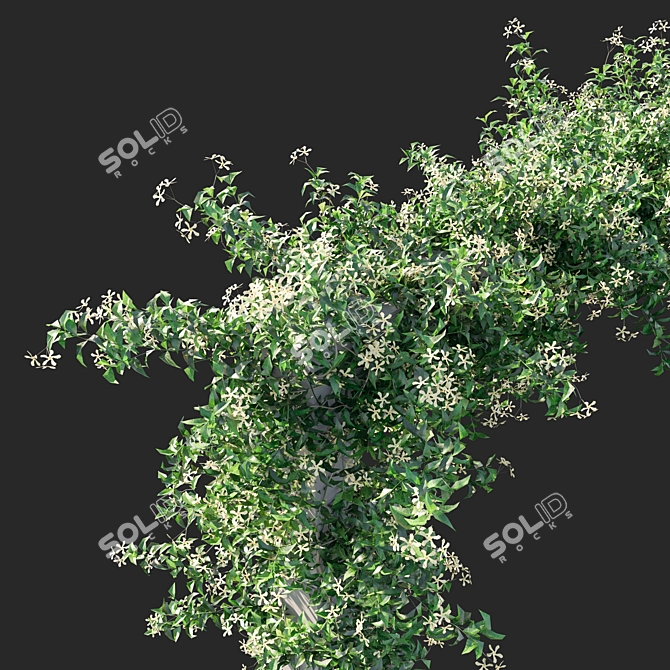 Trachelospermum Starry Jasmine - Toscane Delight 3D model image 3