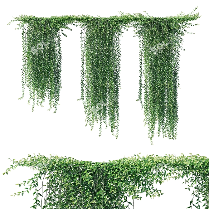 Vernonia Elliptica Curtain Creeper: Realistic 3D Model 3D model image 1