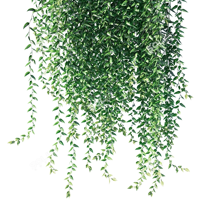 Vernonia Elliptica Curtain Creeper: Realistic 3D Model 3D model image 2