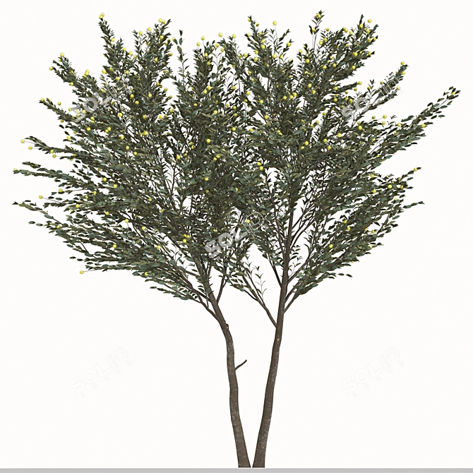 Pearl Acacia Tree Set - 2 Trees 3D model image 2