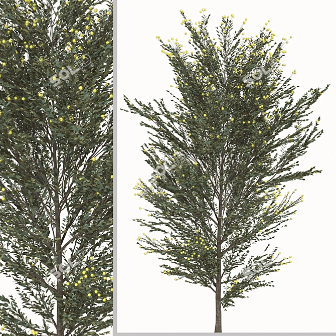 Pearl Acacia Tree Set - 2 Trees 3D model image 3