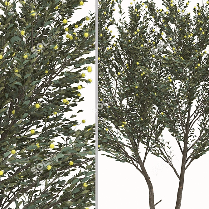 Pearl Acacia Tree Set - 2 Trees 3D model image 4