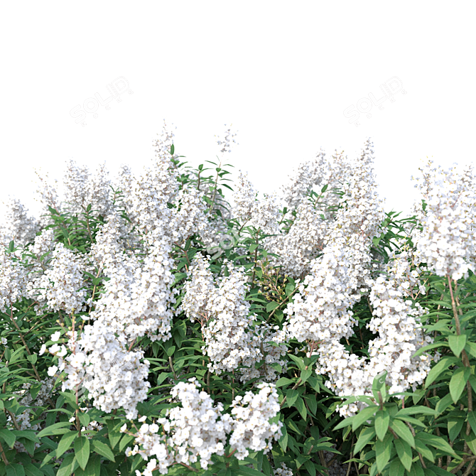 Lagerstroemia Tree: White Flowers 3D model image 2