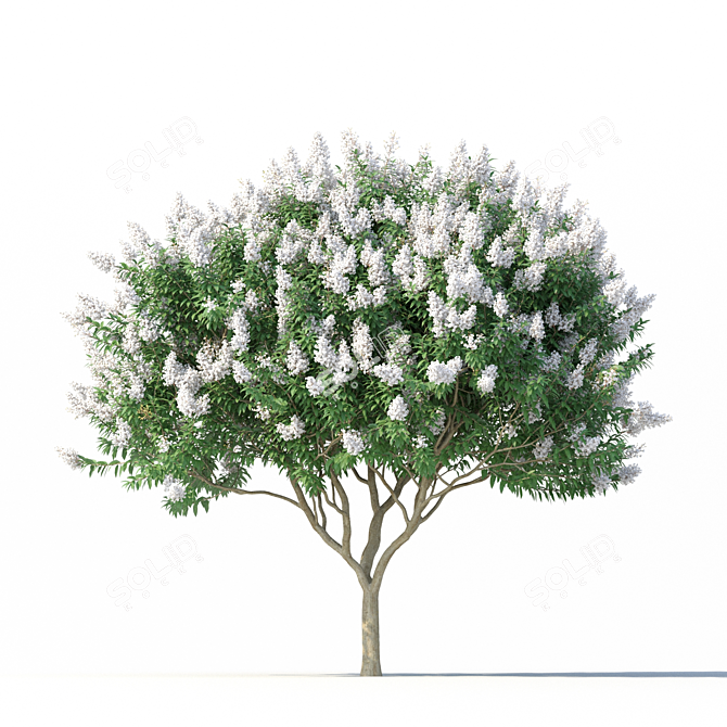 Lagerstroemia Tree: White Flowers 3D model image 5