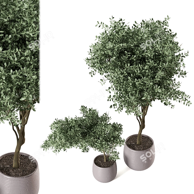 Green Oasis Indoor Plant Set 3D model image 3