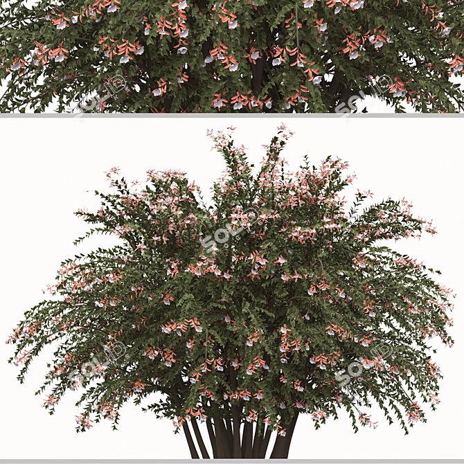 Abelia grandiflora Set: 3 Pearl Acacia Shrubs 3D model image 2