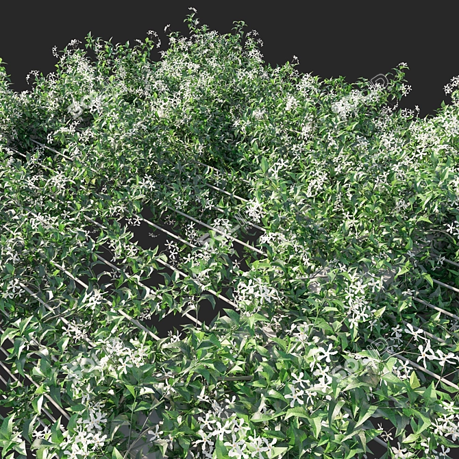 Trachelospermum Jasminoides 04 - Stunning 3D Floral Plant 3D model image 2