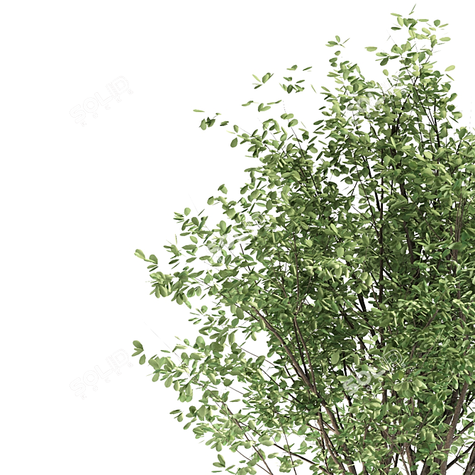 Ornamental Loquat Tree Trio 3D model image 2