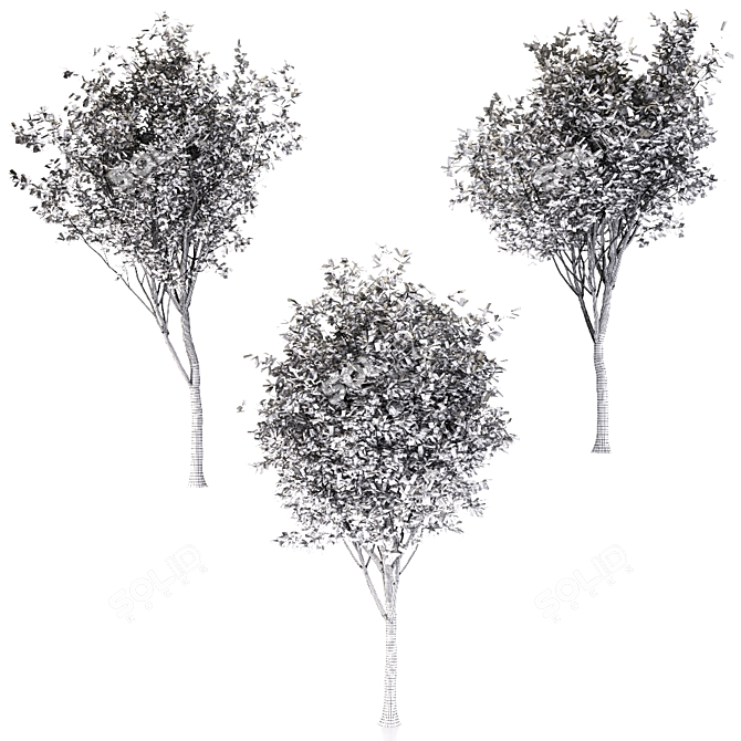 Ornamental Loquat Tree Trio 3D model image 5