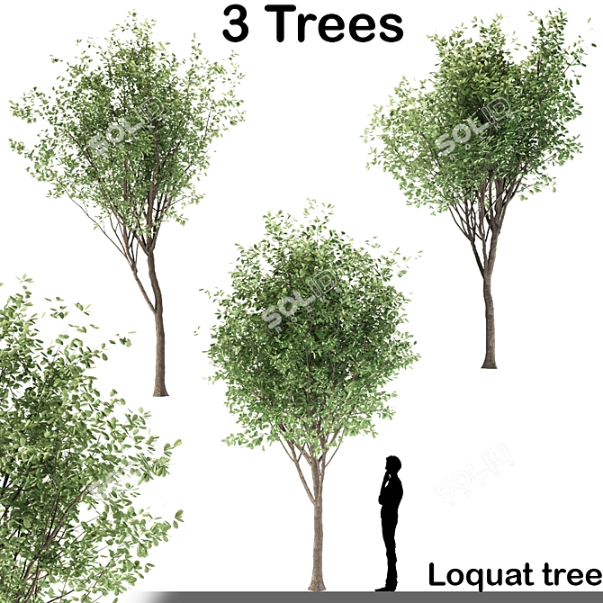 Ornamental Loquat Tree Trio 3D model image 6