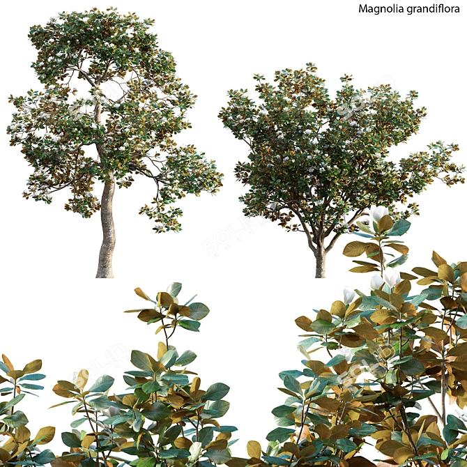 Classic Southern Magnolia 3D Model 3D model image 1