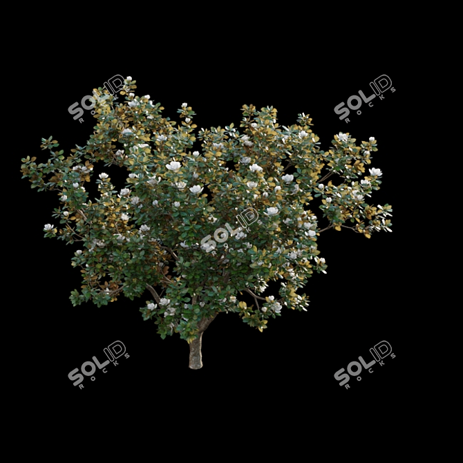 Classic Southern Magnolia 3D Model 3D model image 4