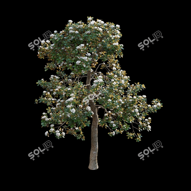 Classic Southern Magnolia 3D Model 3D model image 5