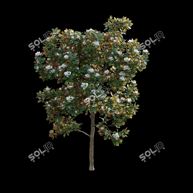 Elegant Magnolia 3D Models 3D model image 4