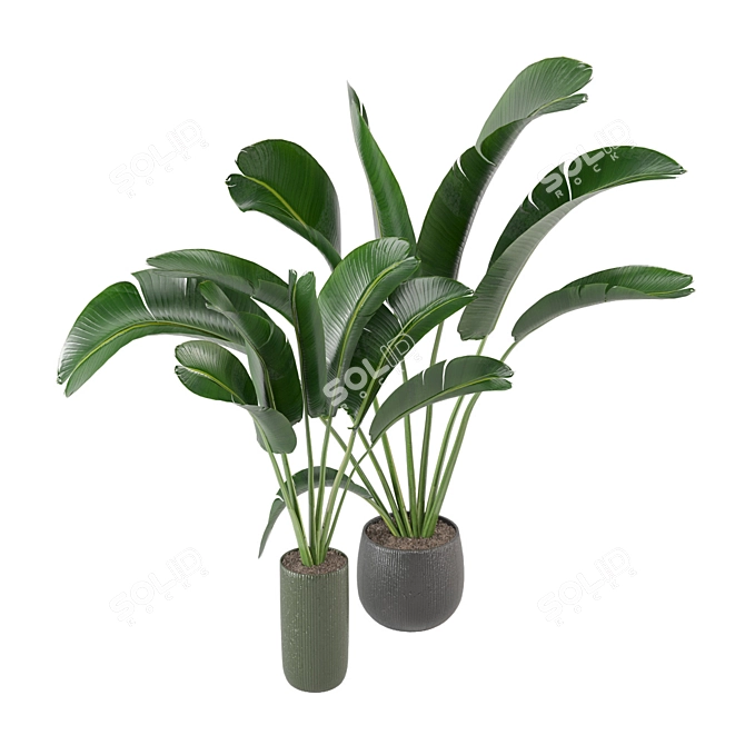 Green Fingers: Indoor Plants Set 3D model image 4